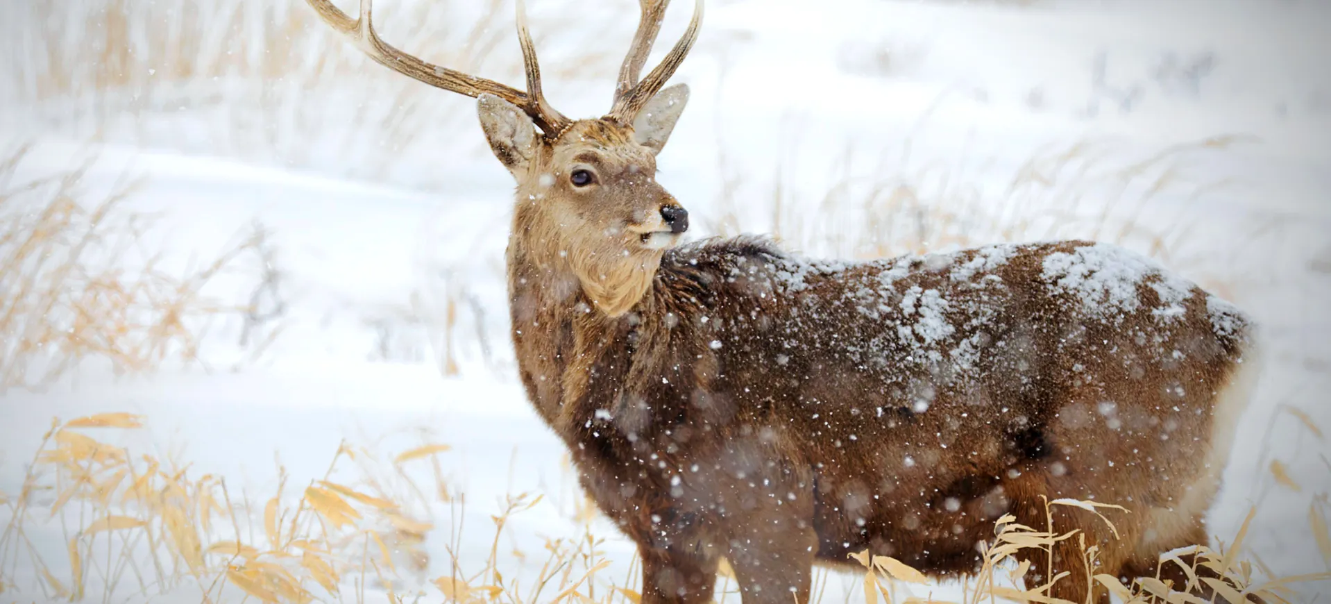 Sika Deer