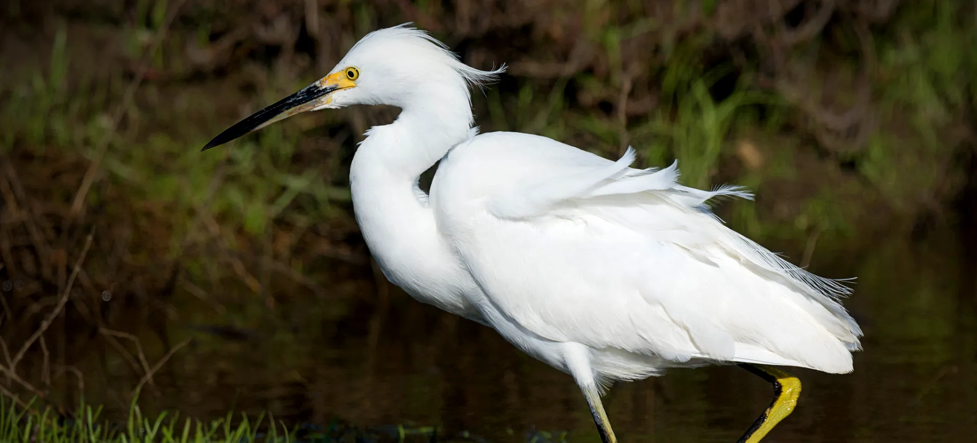 Snowy Egret