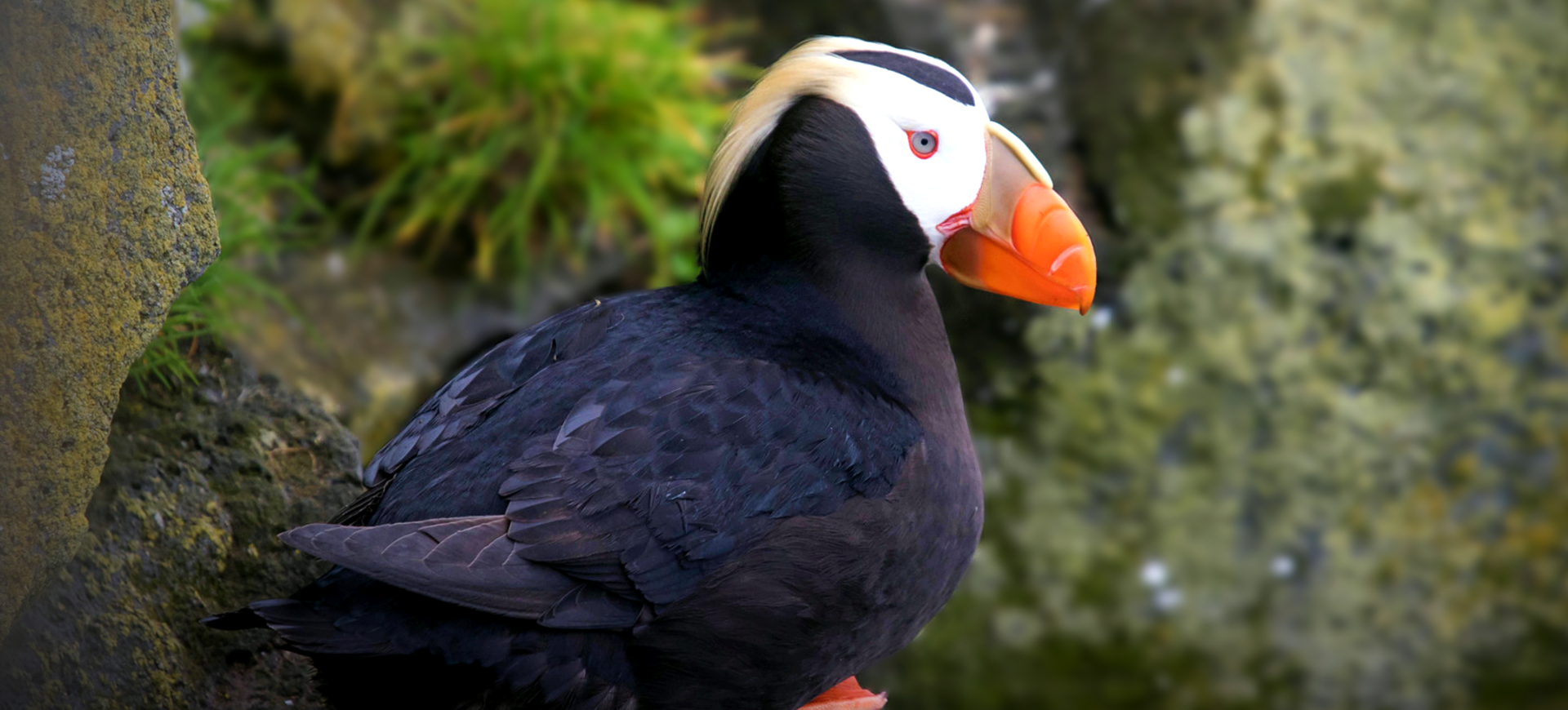 Tufted Puffin