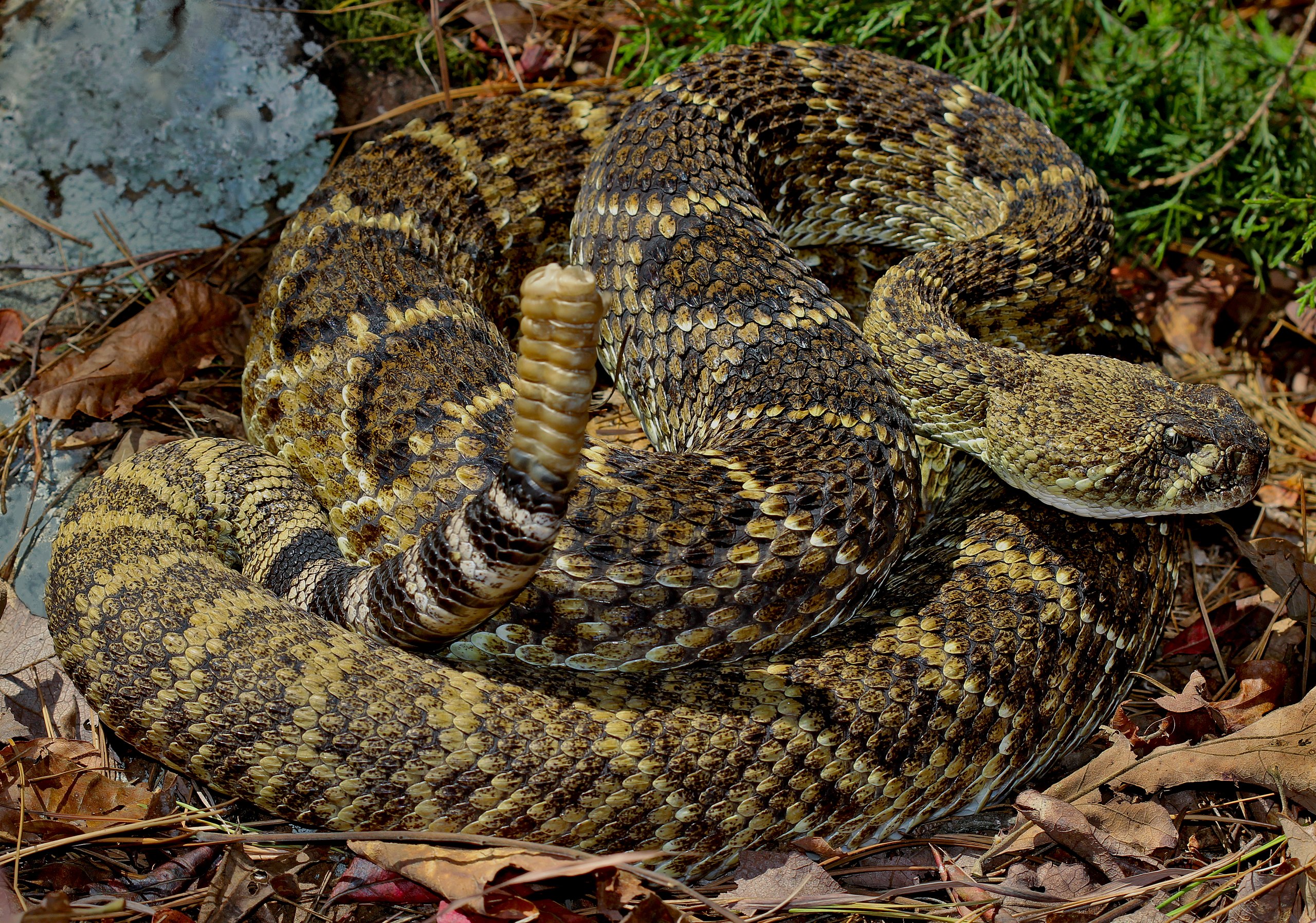 Definitive Guide To Western Diamondback Rattlesnake Facts, Habitat 