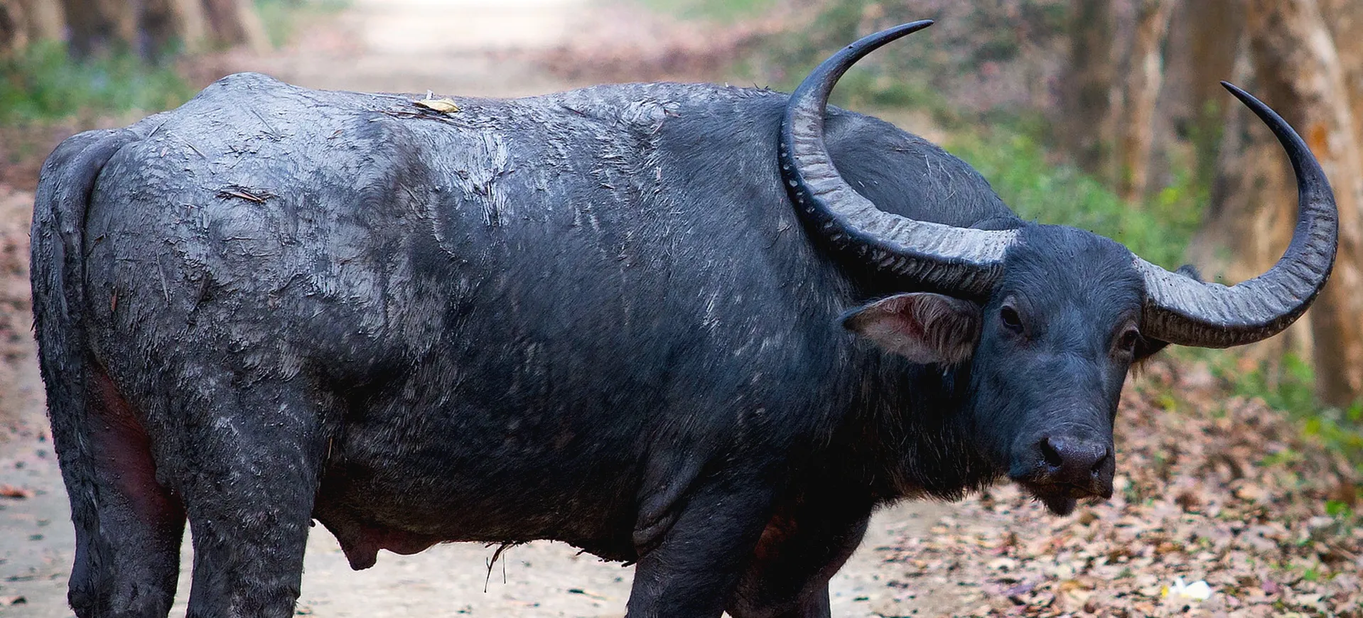 Wild Water Buffalo