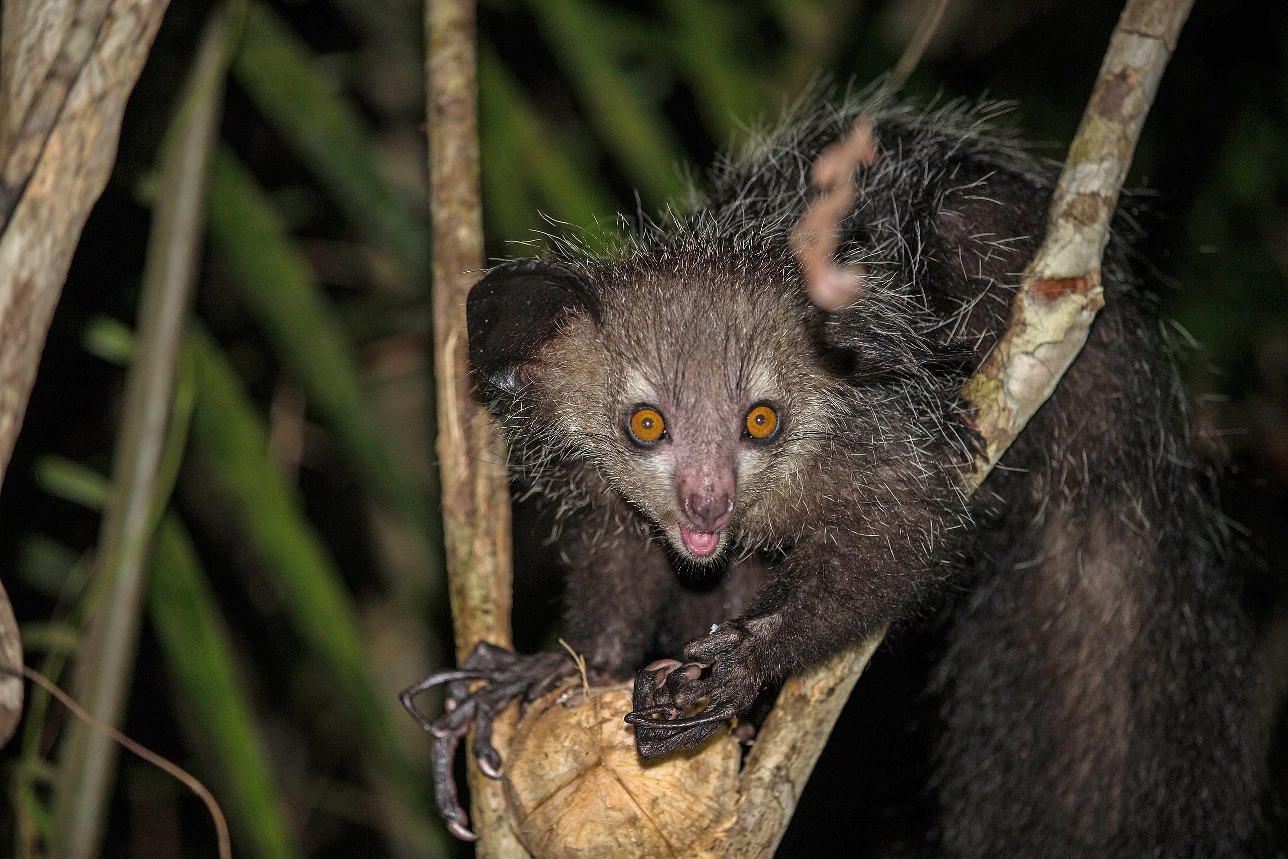 Aye-Aye - Zoo Guide