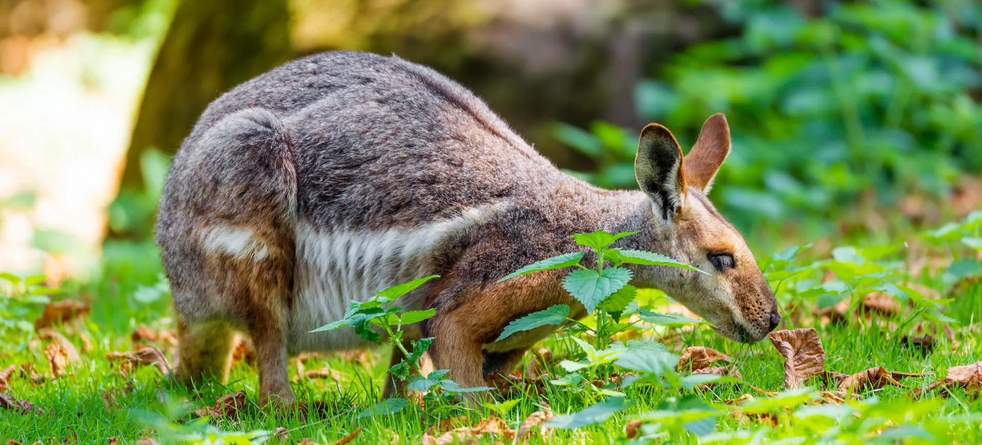 Yellow-footed Rock Wallaby