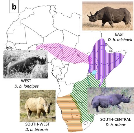 South-central Black Rhinoceros - Zoo Guide