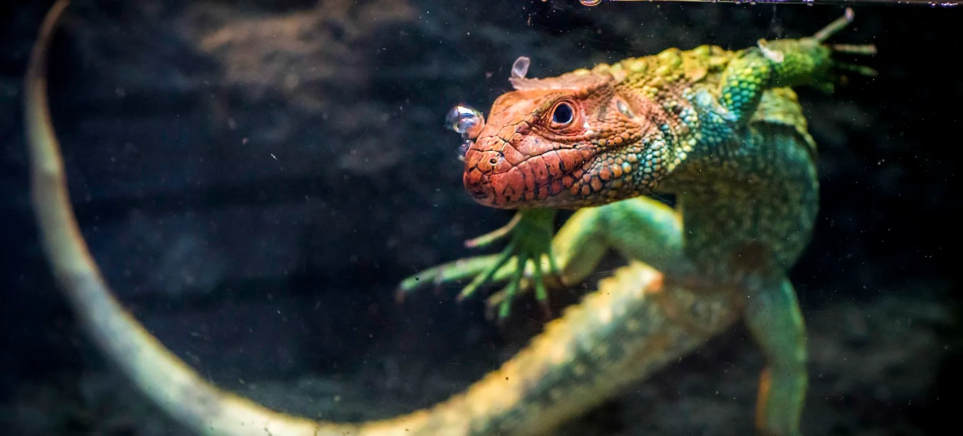 Northern Caiman Lizard