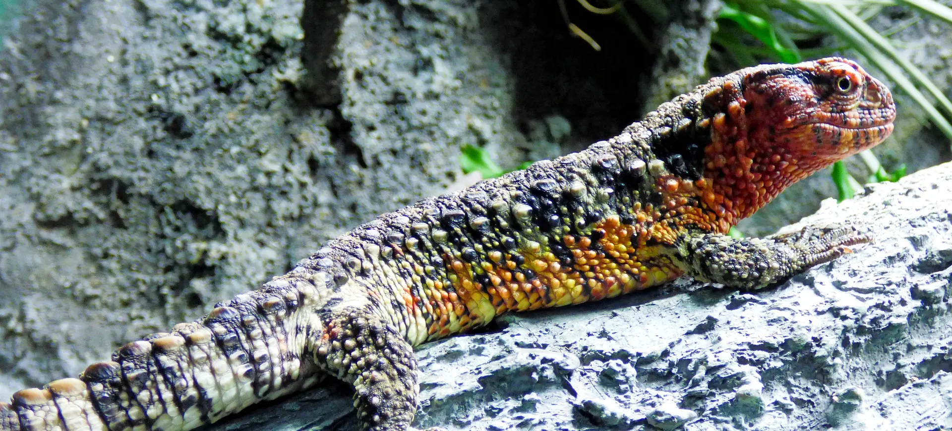 chinese crocodile lizard