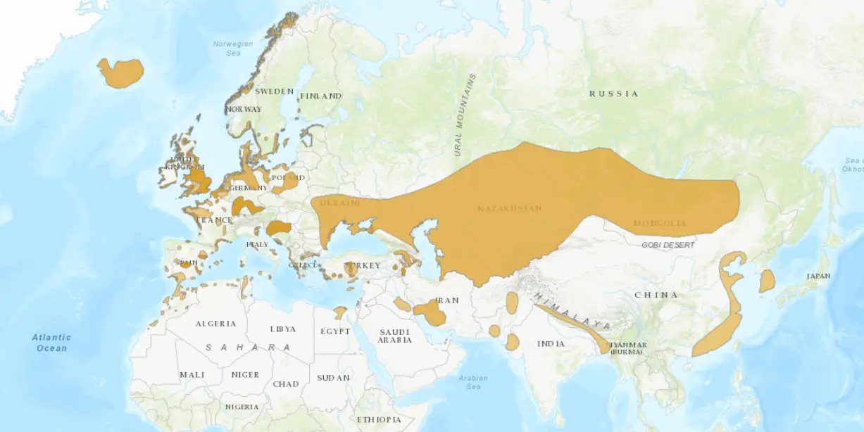 Common Shelduck Facts, Habitat, Conservation Status, Zoo Populations ...