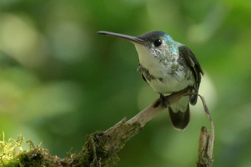 Hummingbirds Unaffected by Alcohol: Study Shows They Can Handle It ...