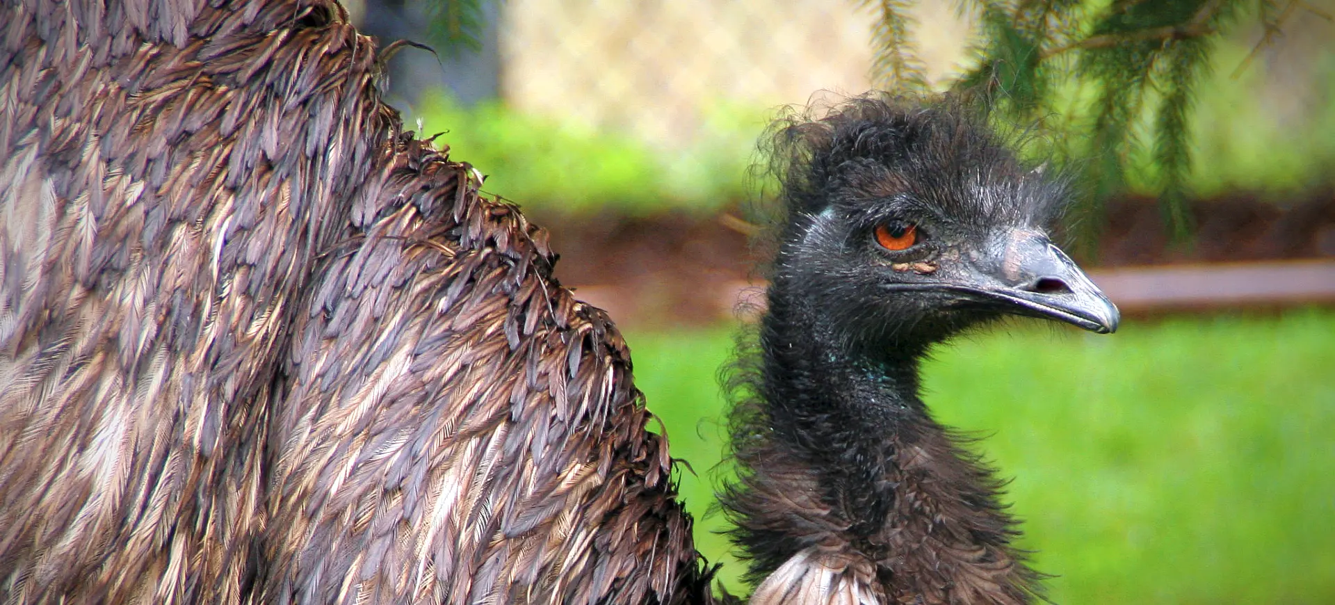 Emu