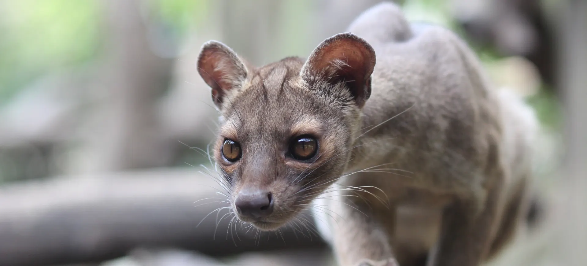 Fossa