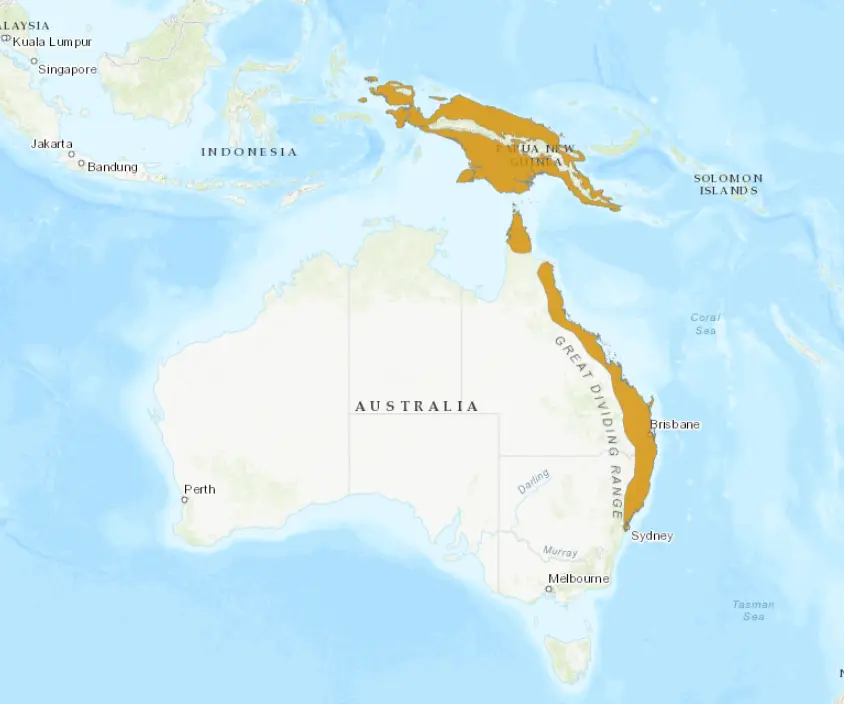 wompoo-fruit-dove-facts-habitat-conservation-status-zoo-populations