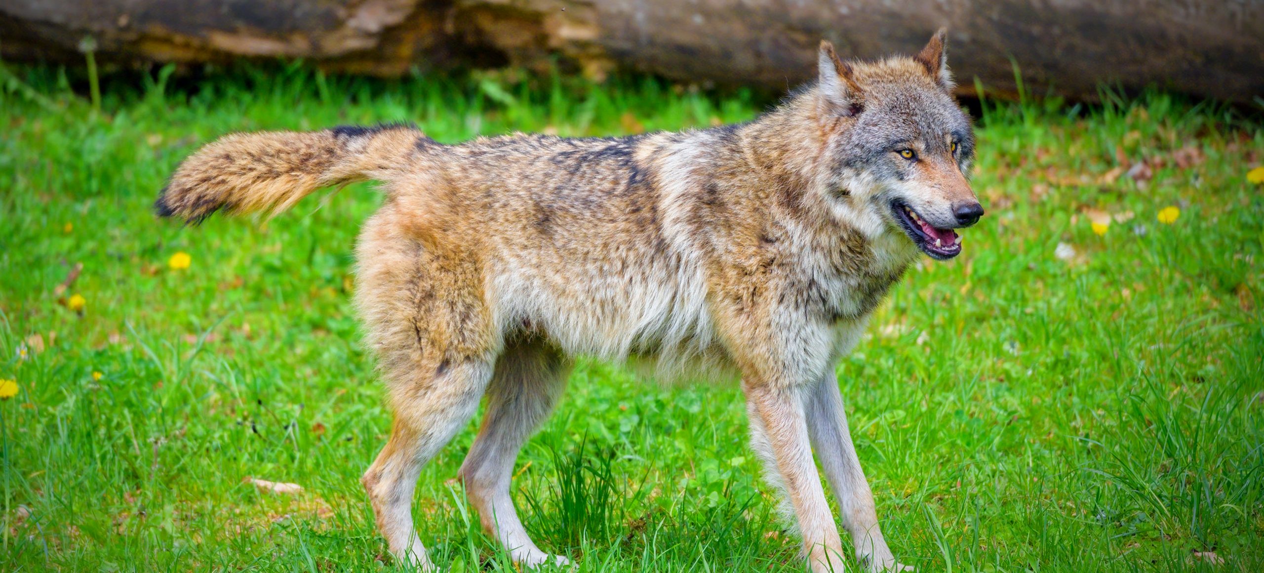 Definitive Guide To Mexican Gray Wolf Facts, Habitat, Conservation