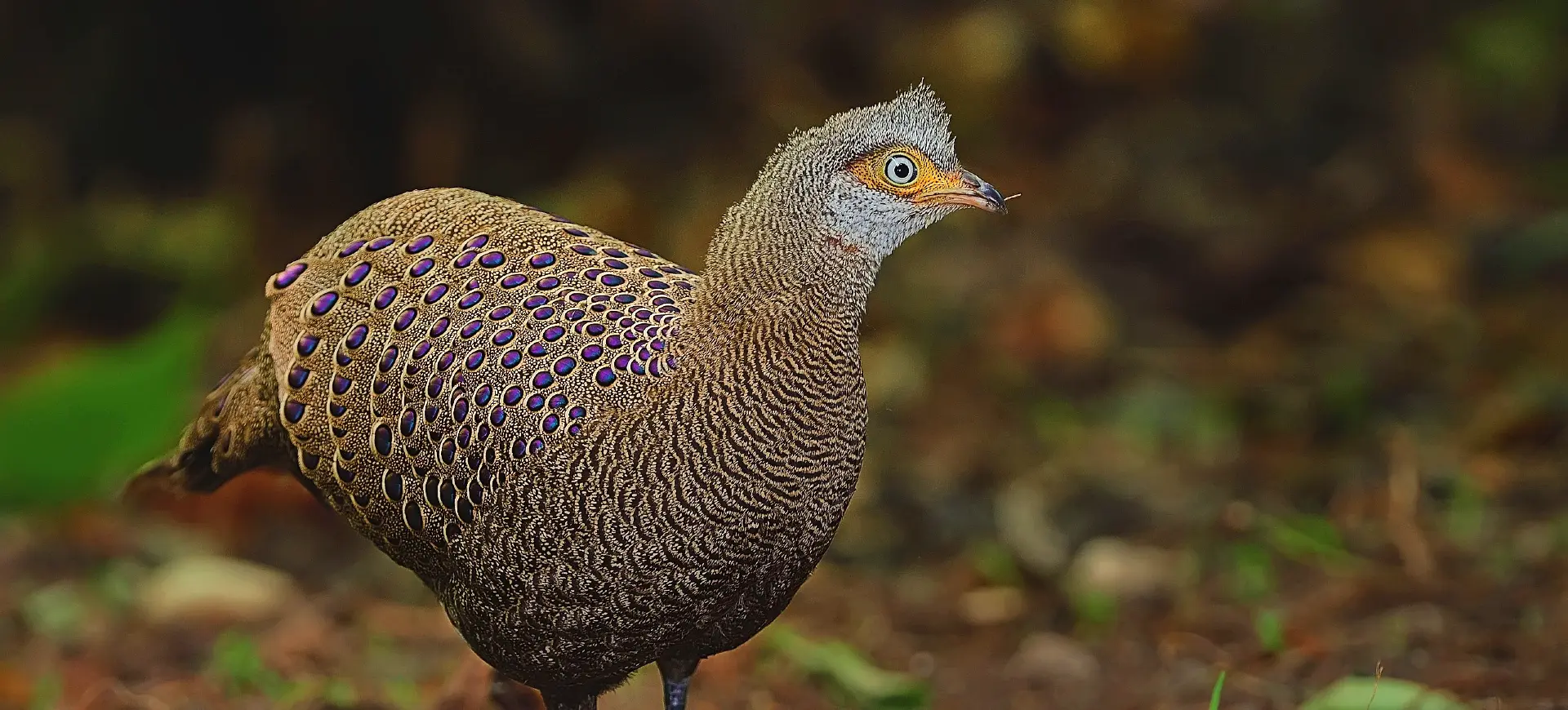 Grey Peacock-pheasant