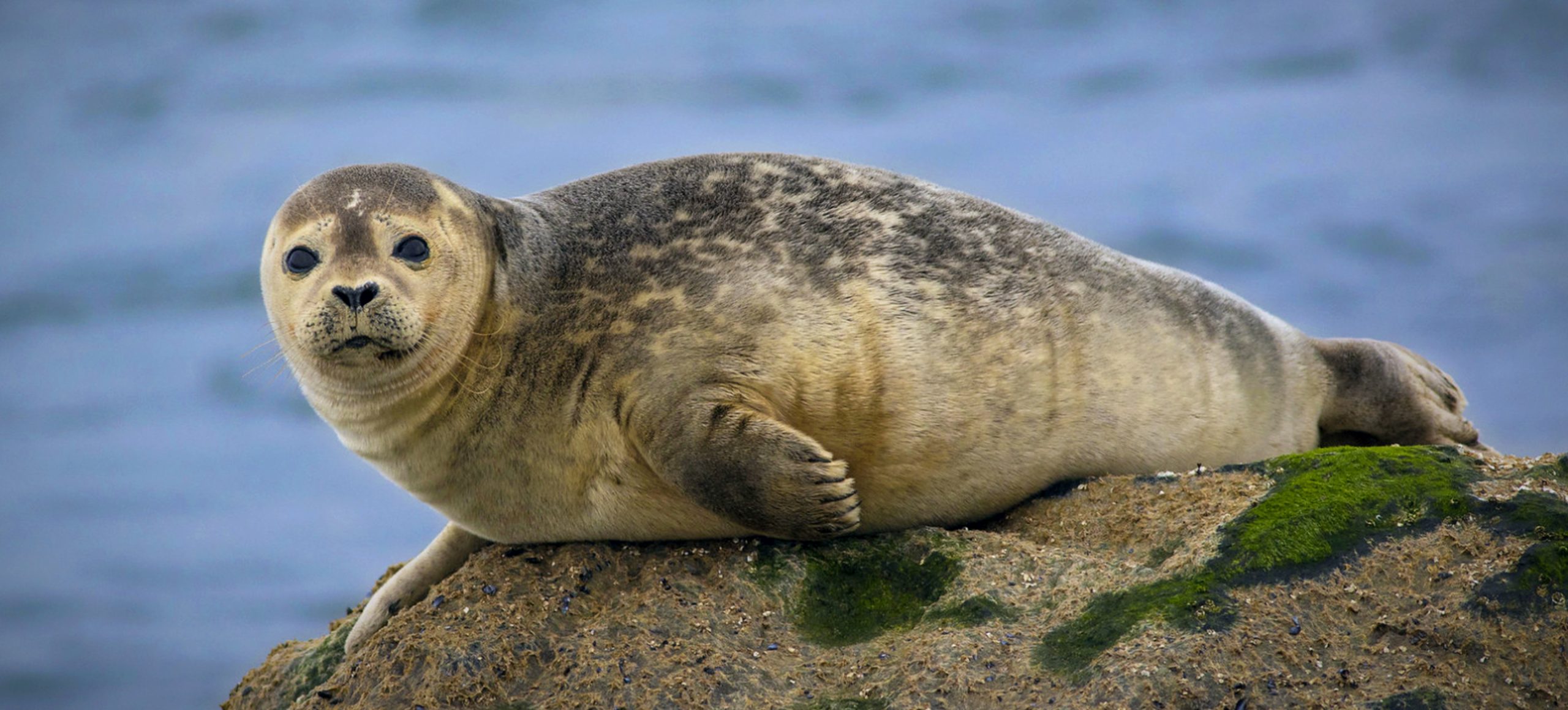 Harbor Seal