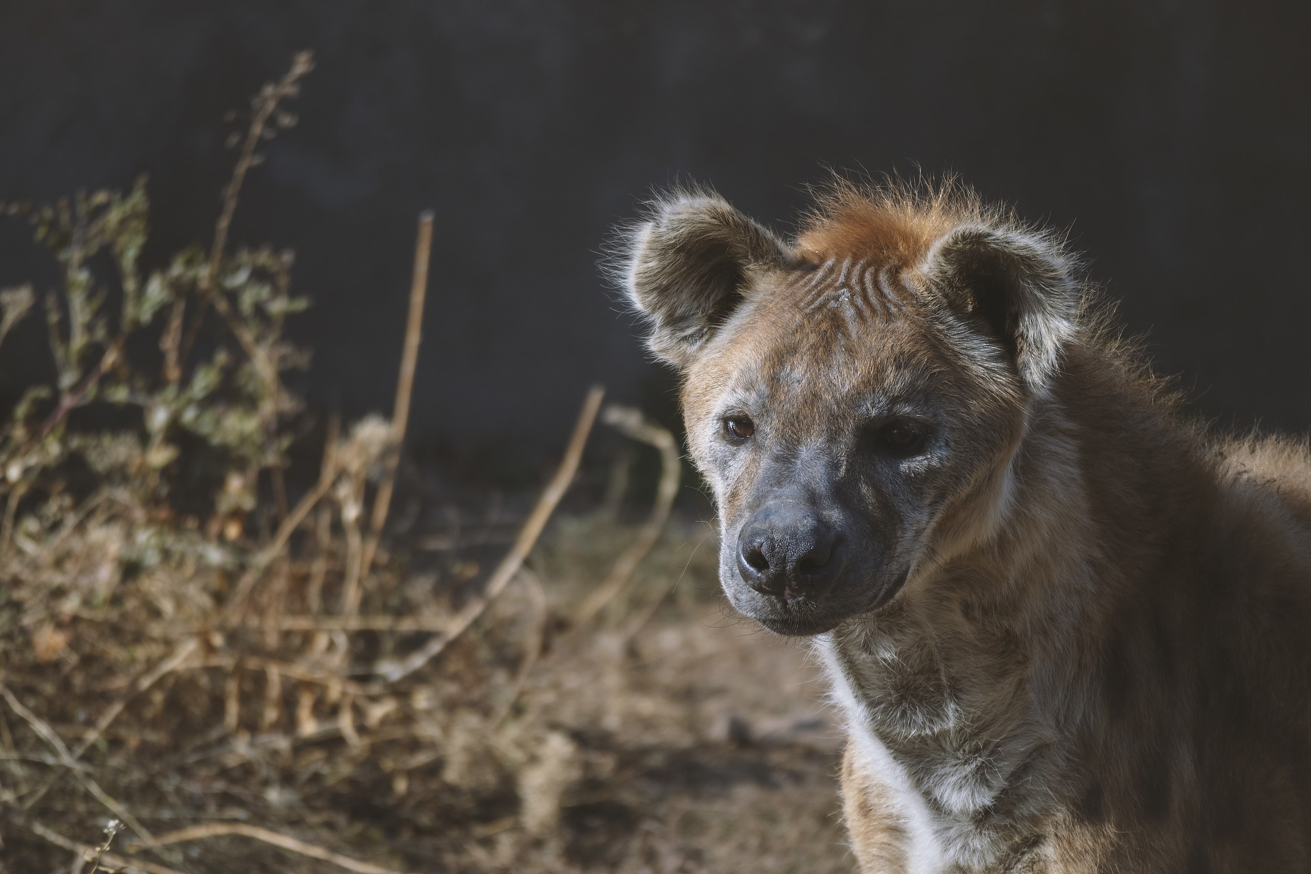 Spotted Hyena - Zoo Guide