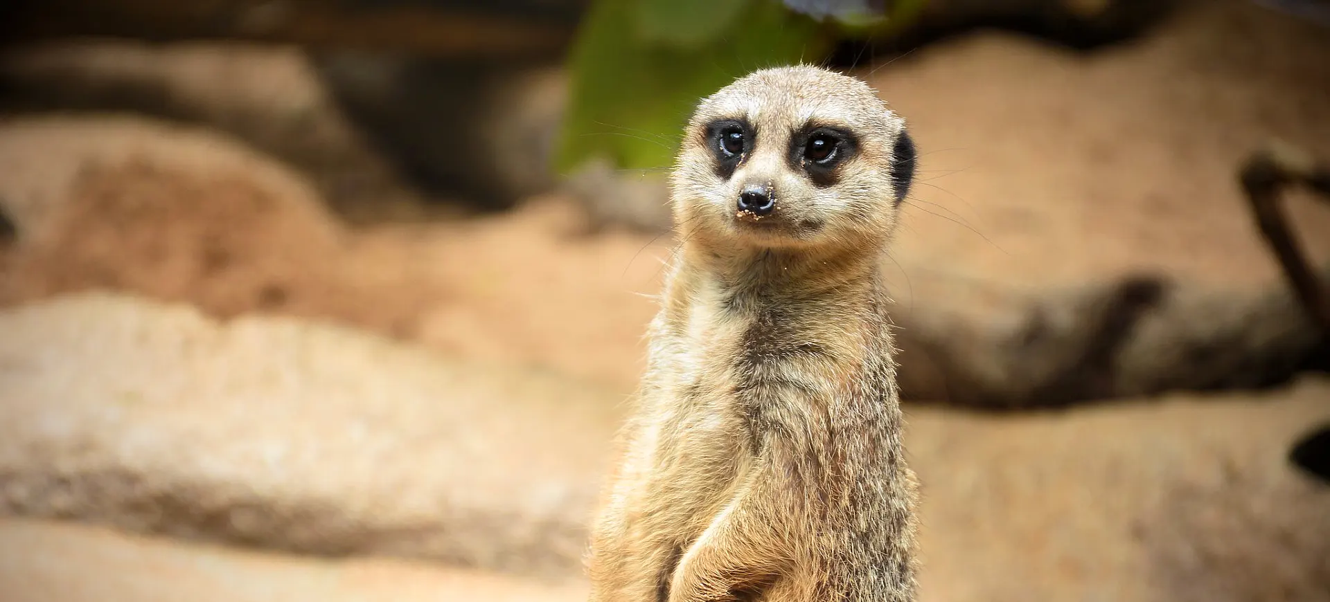 Meerkat