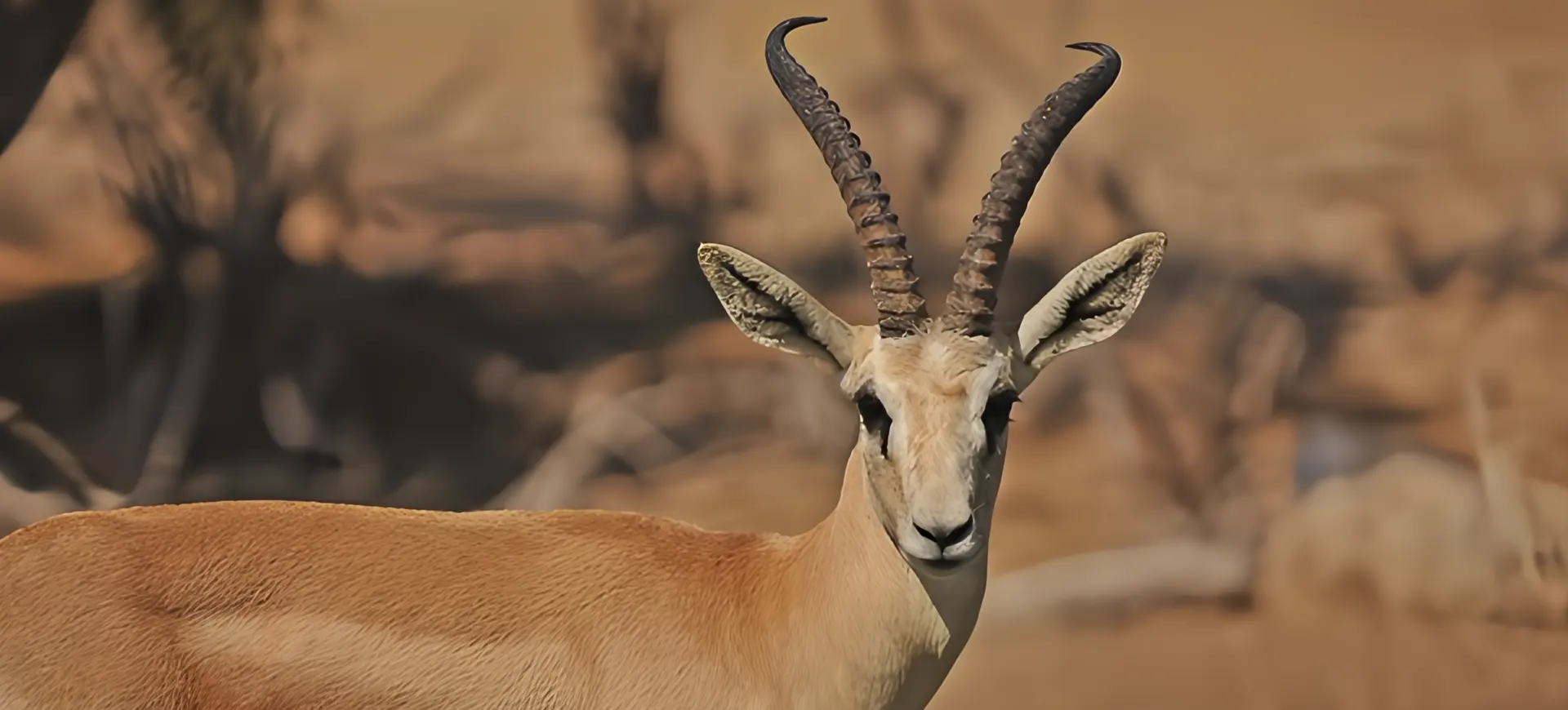 Slender-horned Gazelle