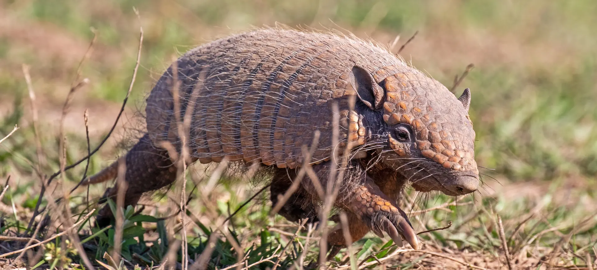 Six-banded Armadillo