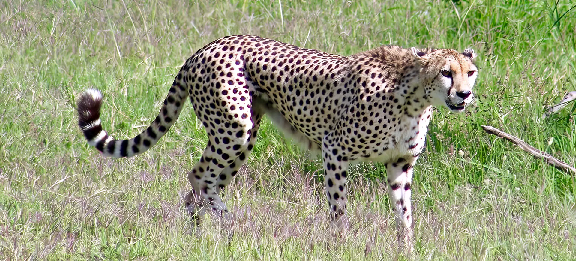 Southeast African Cheetah