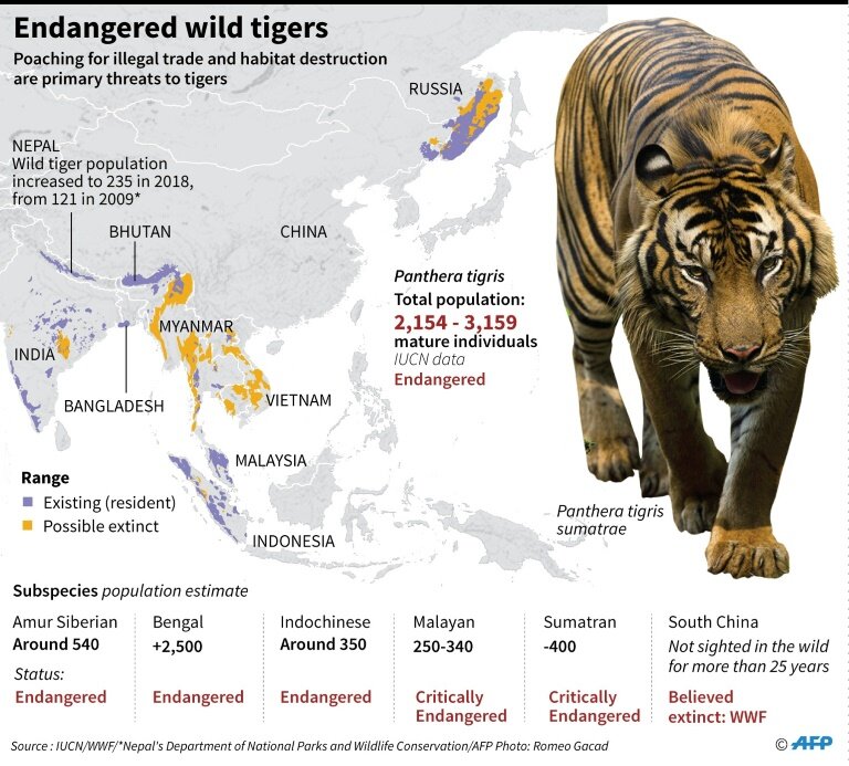 Tiger - Zoo Guide