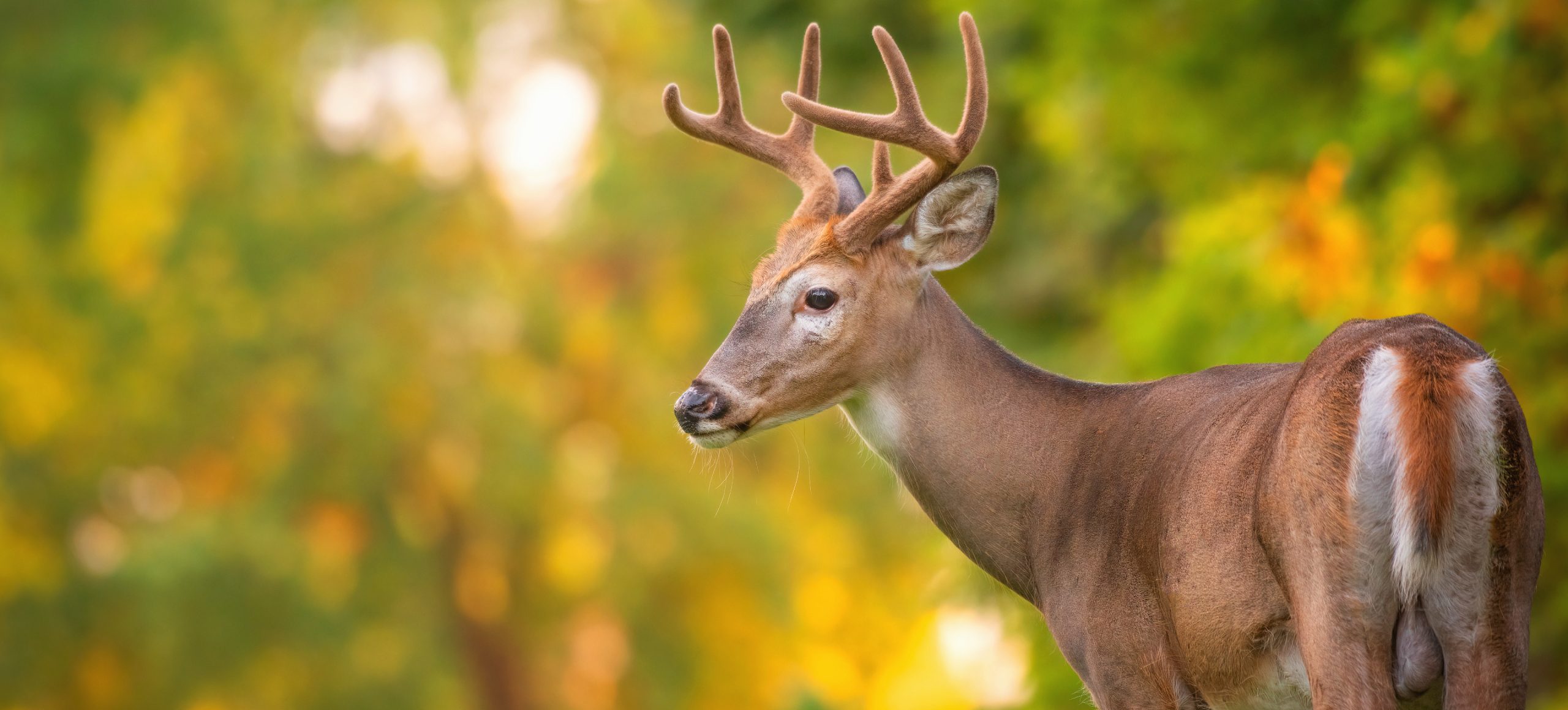 White-tailed Deer