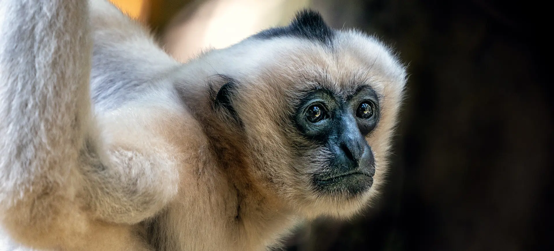 White-cheeked Gibbon