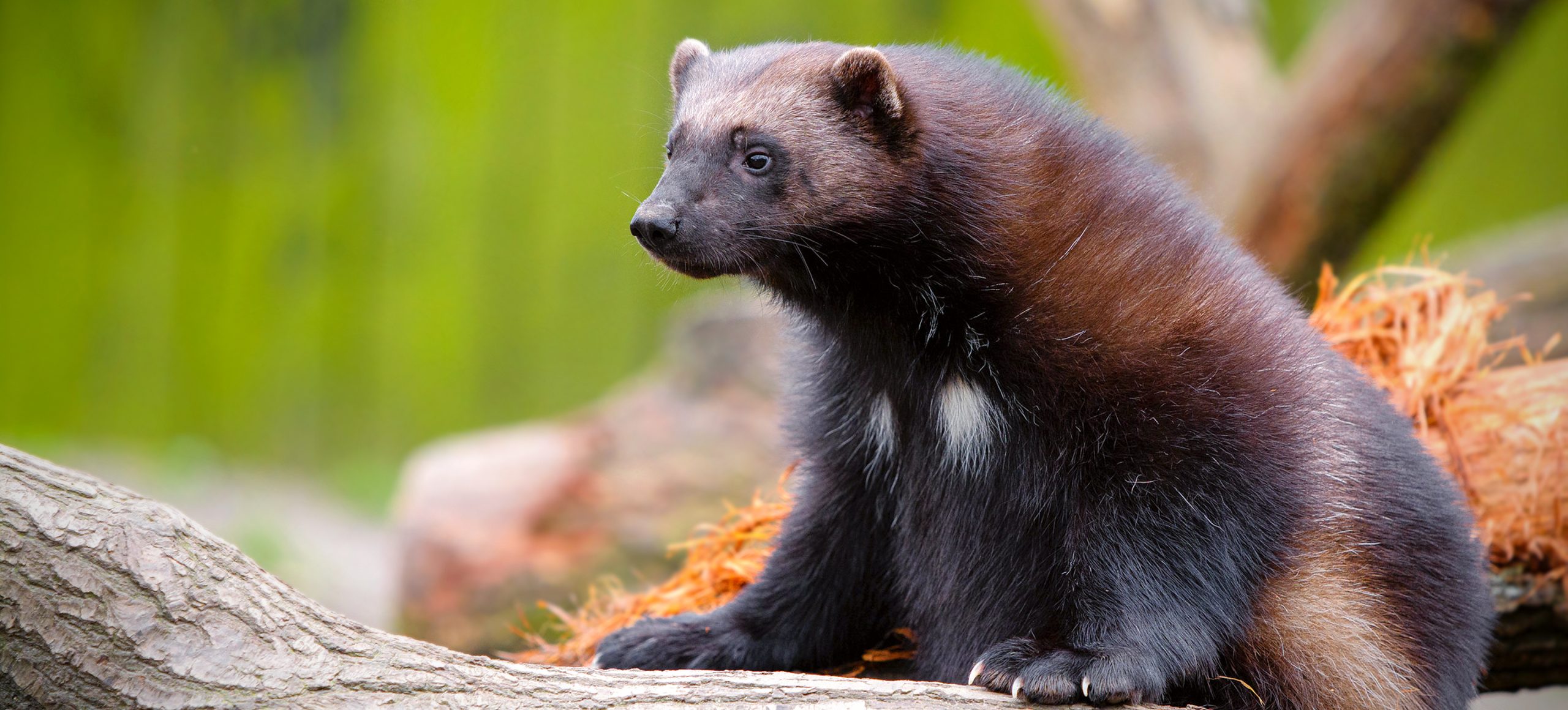Definitive Guide To Tayra Facts Habitat Conservation Status Zoo 