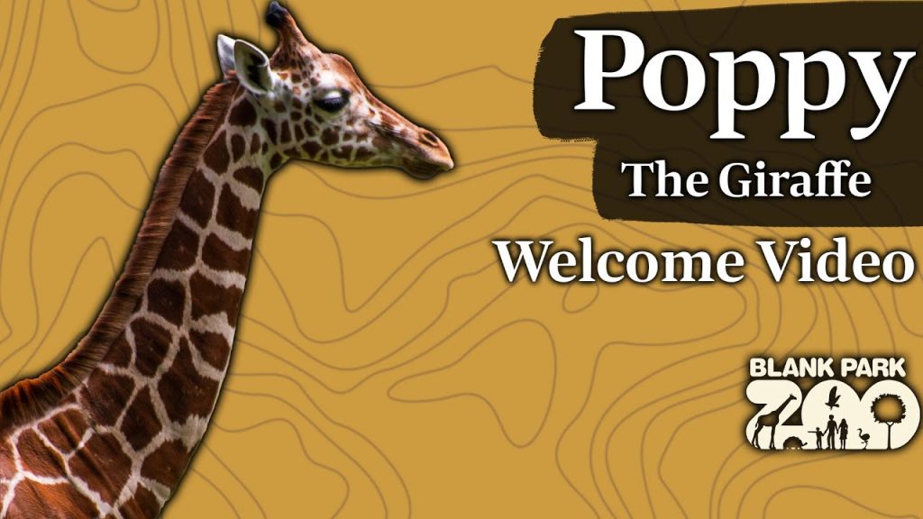 Poppy The Reticulated Giraffe: Welcome To Blank Park Zoo - Zoos - USA