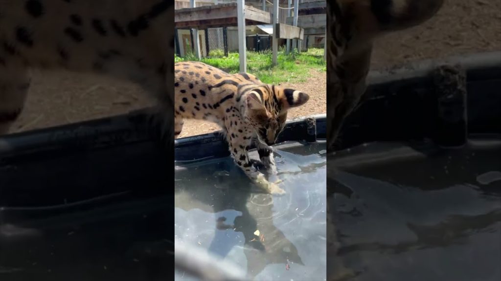 Serval Amiry's Fishing Fun At Cincinnati Zoo Zoos USA Ohio