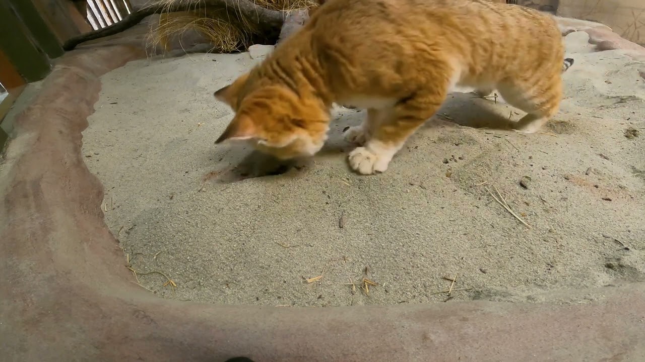 Sand Cat Digging ASMR Zoos USA California San Diego Zoo Zoo Guide