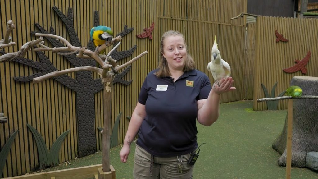 Weird Animal Facts Parrot Edition Zoos USA Atlanta Zoo