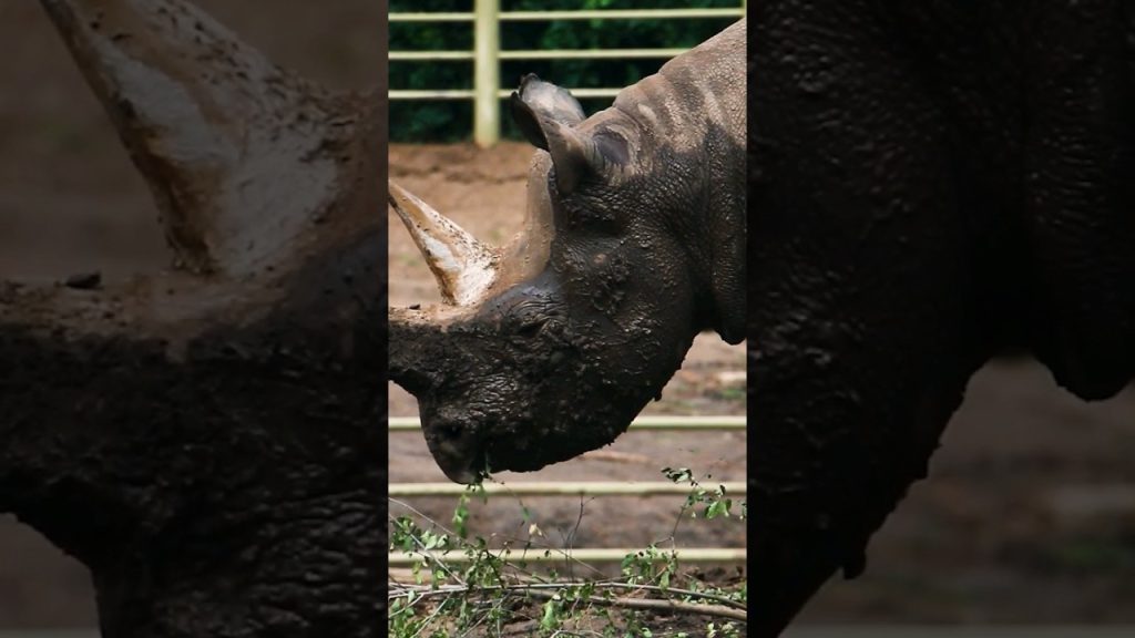 Mud Bath At Blank Park Zoo! - Zoos - USA - Iowa - Blank Park Zoo (Des Moines Zoo) Zoo Guide