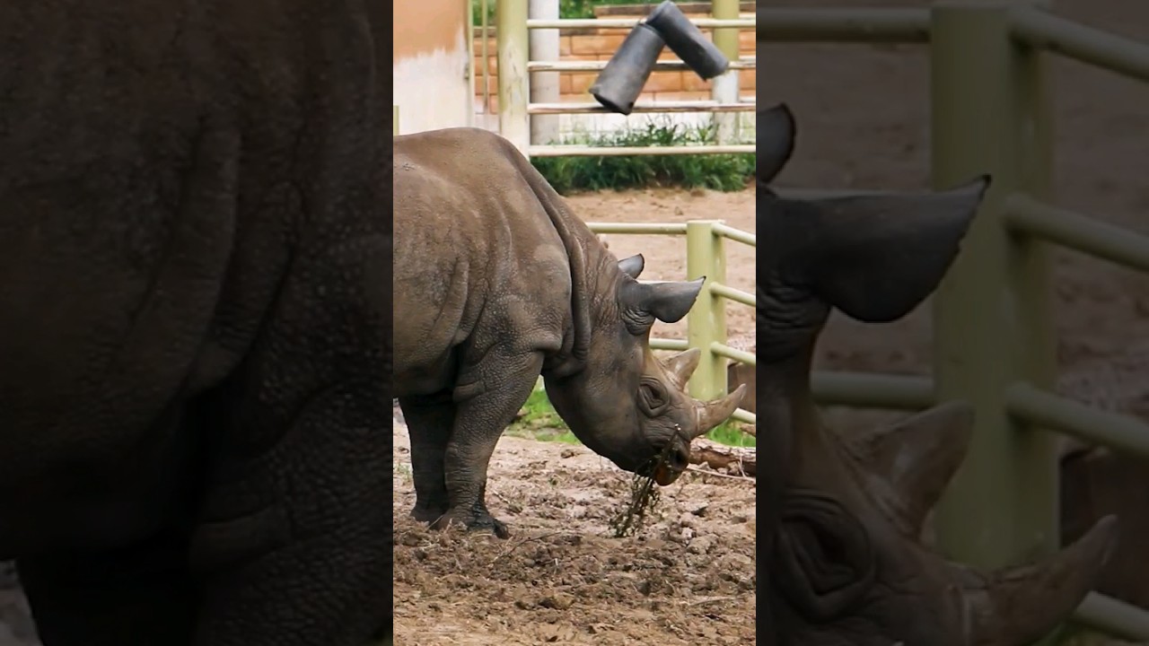 Eastern Black Rhino at Blank Park Zoo - Zoo Guide