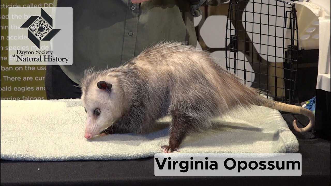 Animal Ambassador: VA Opossum - Zoo Guide