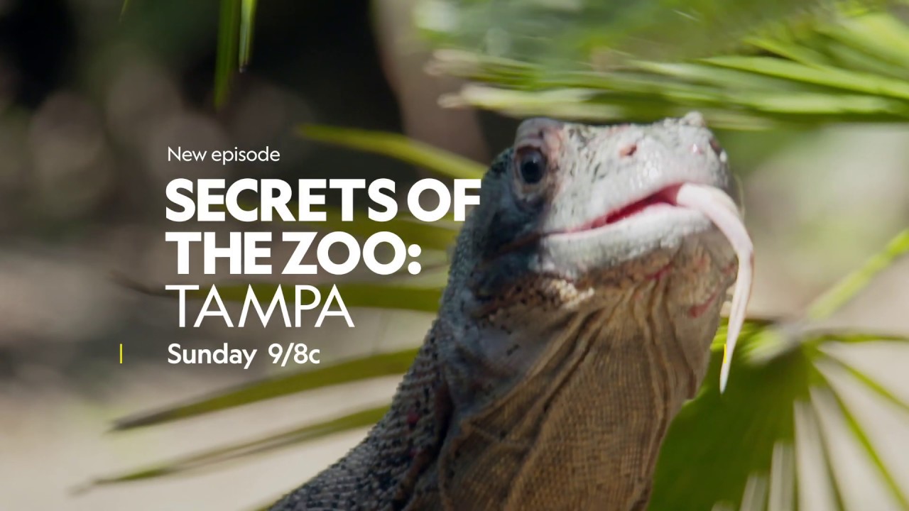 Secrets of the Zoo: Tampa - Hungry Dragons - Zoo Guide