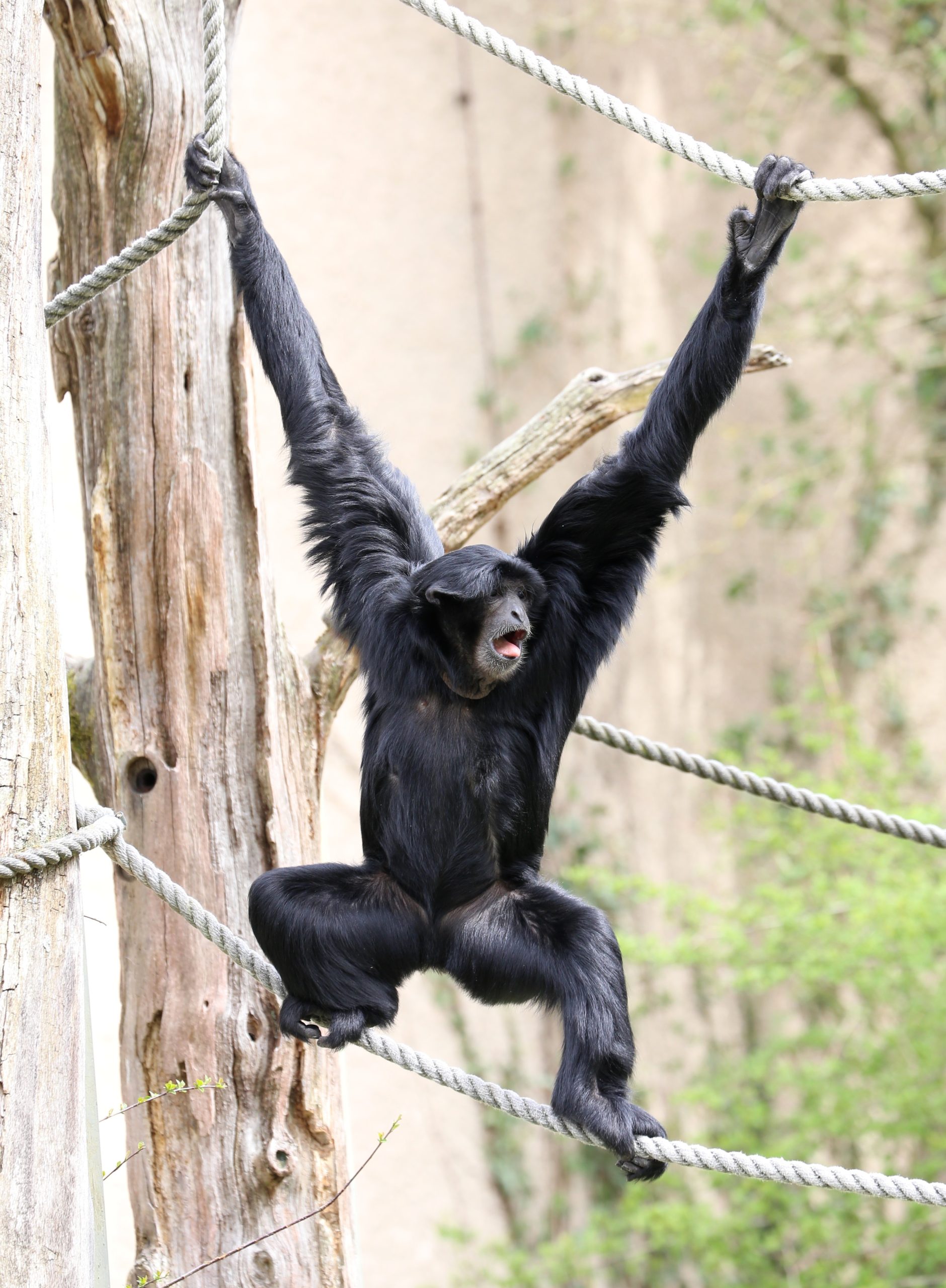 Definitive Guide To Siamang Facts, Habitat, Conservation Status, Zoo