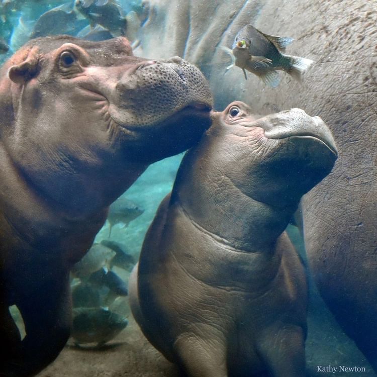 Fiona & Fritz Photobombed by a Fish! - Zoo Guide