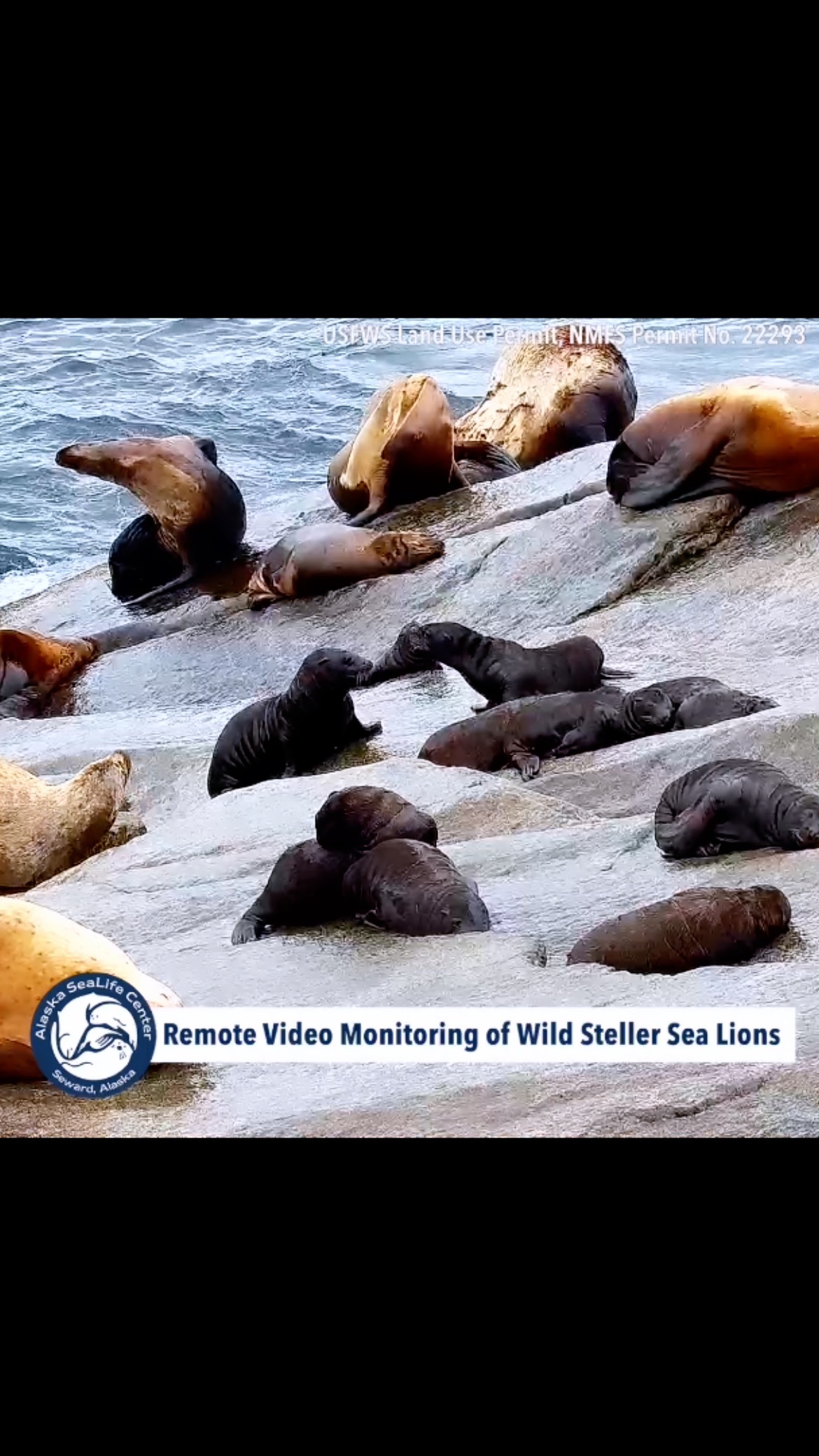 Pups At Play: Steller Sea Lion Cubs, 2 Months Old! - Zoos - USA