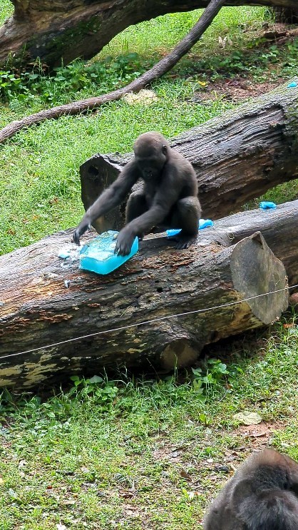 Tune in to the Zoo Atlanta Gorilla Cam for Saturday Morning. - Zoo Guide