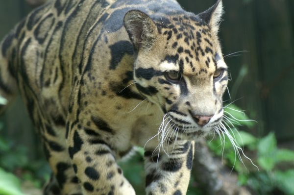 Clouded Leopard