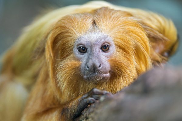 golden lion tamarin