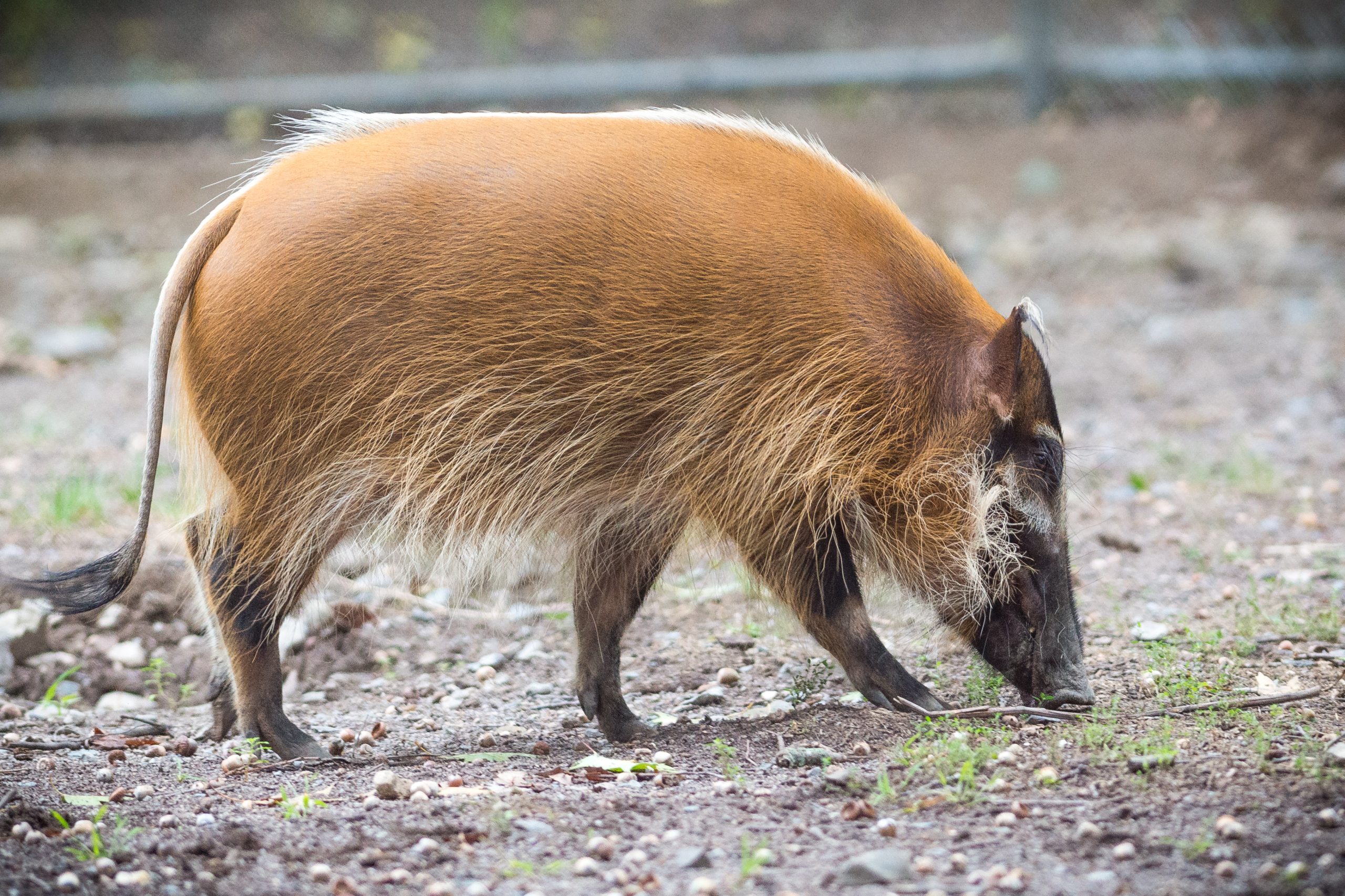 Definitive Guide To Red River Hog Facts, Habitat, Conservation Status