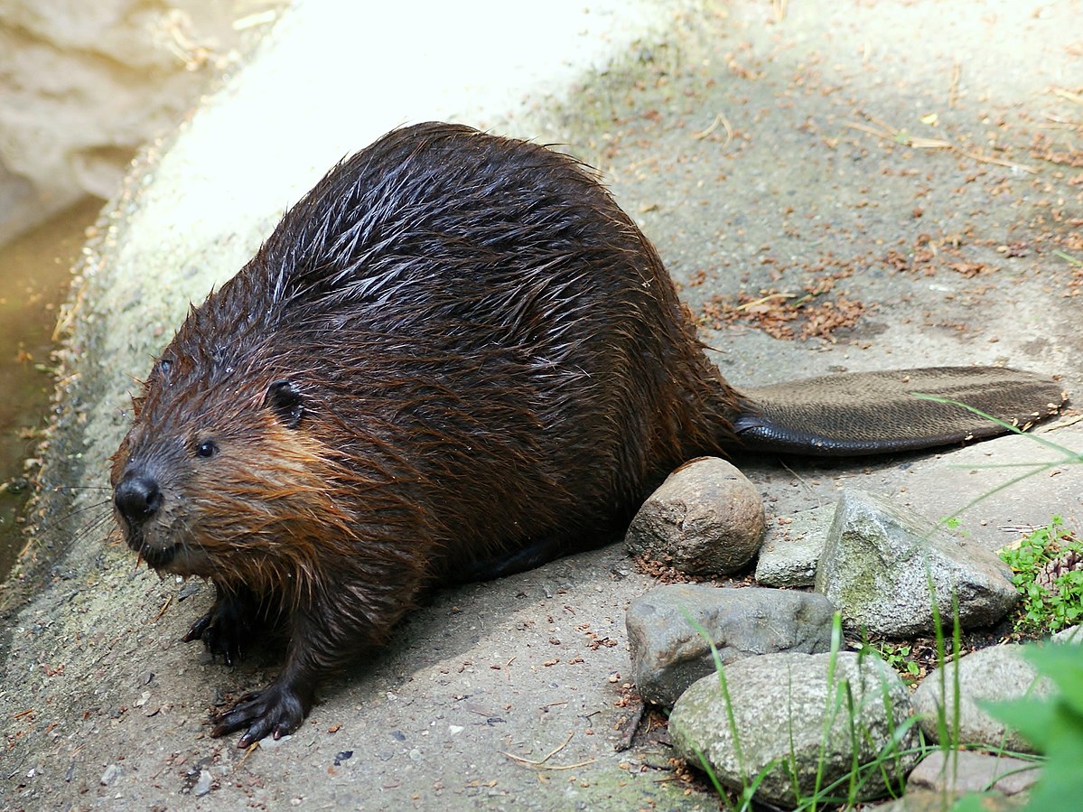 Beavers Return To Wetland After 400 Years - Uncategorized Zoo Guide