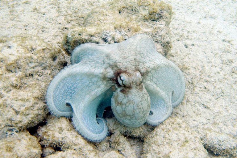 Octopus Nursery Discovered 2 Miles Below Surface Potential New Species