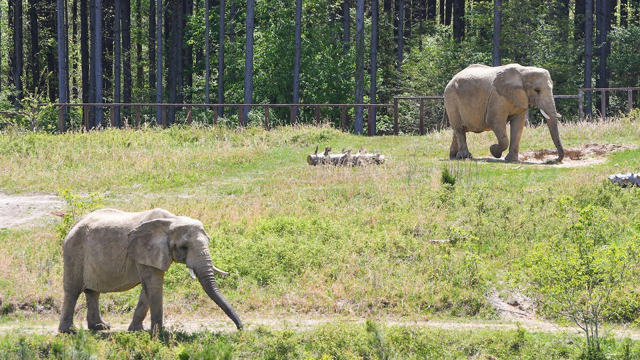 The Elephant Sanctuary | End Species Day Virtual Event: Facebook Live