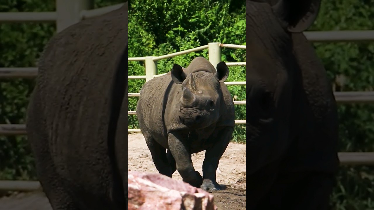 Reticulated Giraffes & Eastern Black Rhinos At Blank Park Zoo - Zoos ...