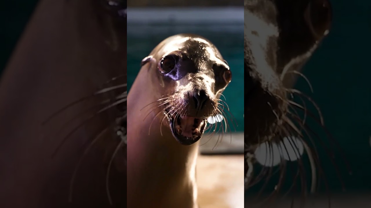 Favorite Animal Vocalization: Which One? - Zoo Guide