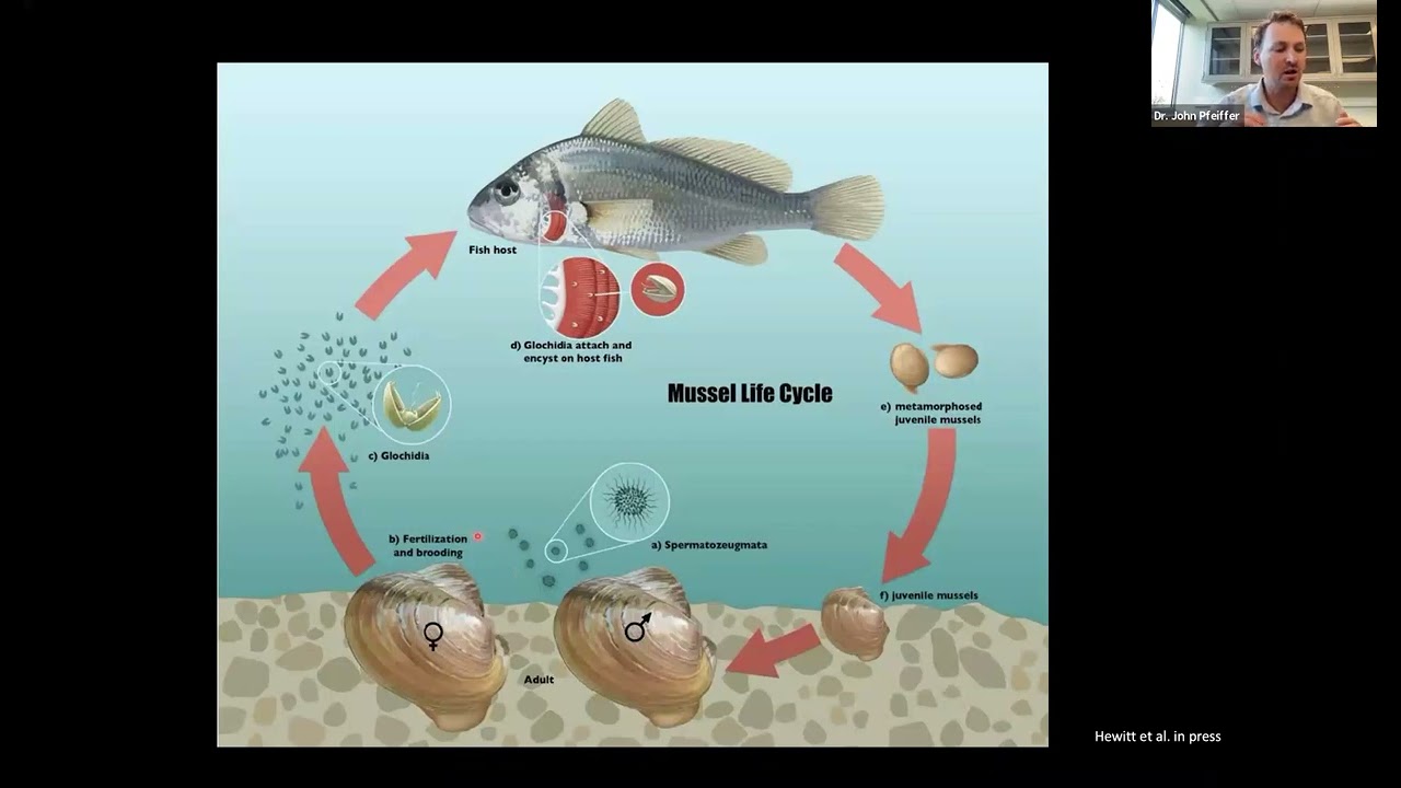 Secret & Endangered Lives Of Freshwater Mussels - Bailey-Matthews ...