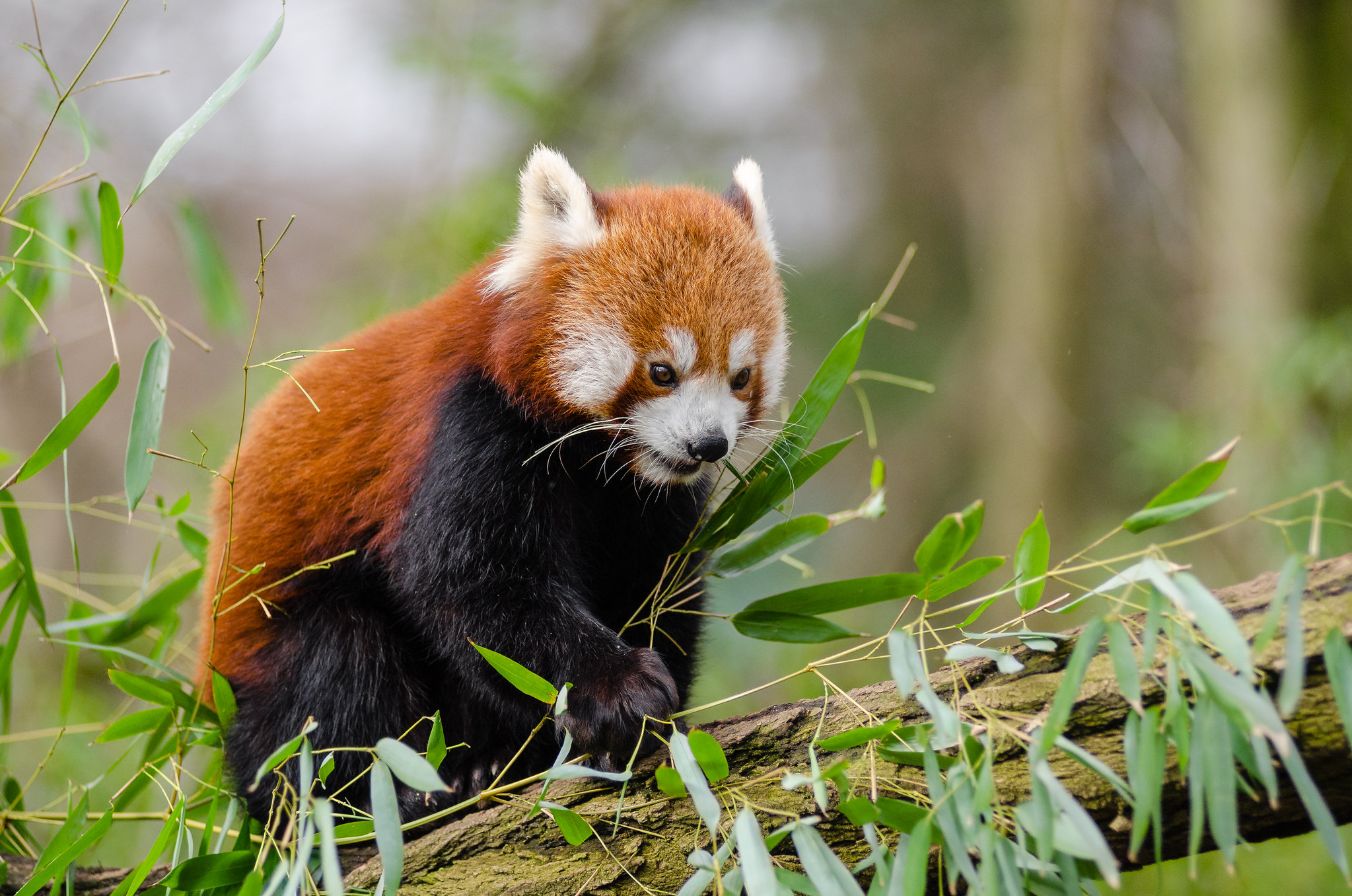 Definitive Guide To Himalayan Red Panda Facts, Habitat, Conservation ...