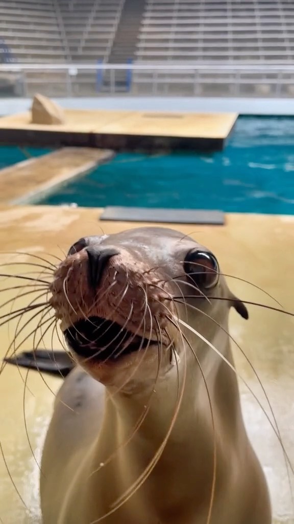 Sakari, the Sea Lion's Important Message for You! - Zoo Guide